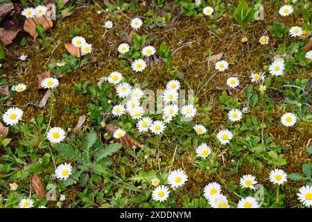 Blühende Daisy Plants, Bellis perennis, wächst im Frühjahr auf natürlichem Moosboden, Großbritannien. Stockfoto