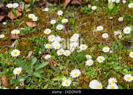 Blühende Daisy Plants, Bellis perennis, wächst im Frühjahr auf natürlichem Moosboden, Großbritannien. Stockfoto