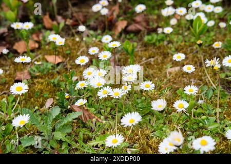 Blühende Daisy Plants, Bellis perennis, wächst im Frühjahr auf natürlichem Moosboden, Großbritannien. Stockfoto