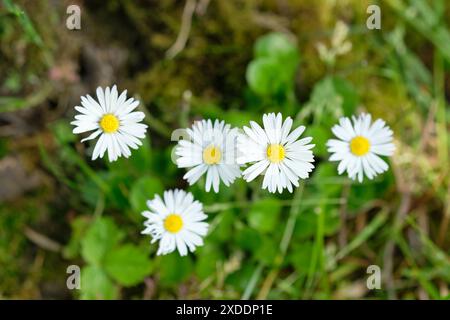 Blühende Daisy Plants, Bellis perennis, wächst im Frühjahr auf natürlichem Moosboden, Großbritannien. Stockfoto