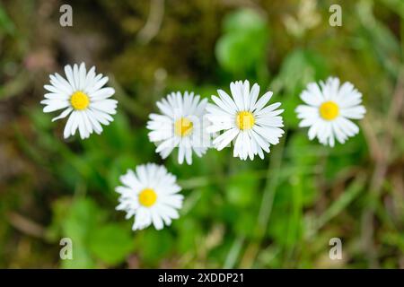 Blühende Daisy Plants, Bellis perennis, wächst im Frühjahr auf natürlichem Moosboden, Großbritannien. Stockfoto