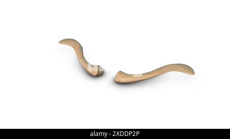 Menschlicher Schlüsselbein isoliert auf weißem Hintergrund Stockfoto