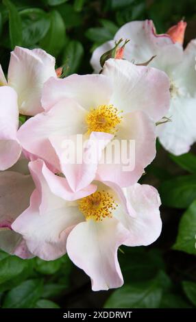 Rosa's Ally Holmes' Stockfoto