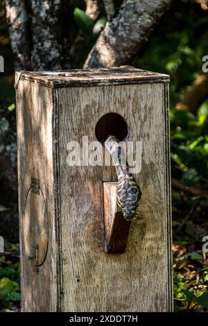 Kopf und Hals der australischen Pythonenschlange Morelia spilota, die im Winter aus der vorübergehenden Vogelkiste ausblickt. Queensland Garden. Stockfoto