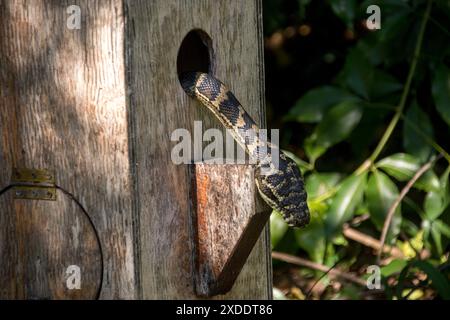 Kopf und Hals der australischen Pythonenschlange Morelia spilota, die im Winter aus der vorübergehenden Vogelkiste ausblickt. Queensland Garden. Stockfoto