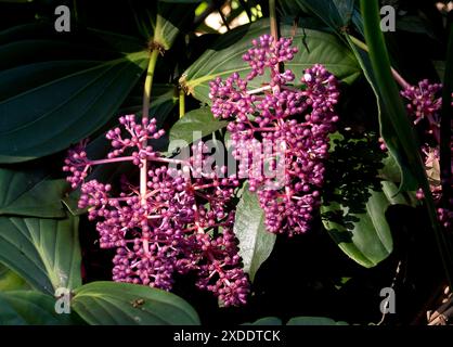 Zwei Gruppen rosafarbener Blütenknospen malaysischer Orchideen, halbepiphytischer Medinilla Myriantha, im subtropischen Garten in Queensland, Australien. Winter. Stockfoto