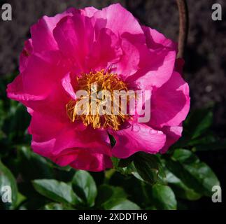Paeonia „Himbeeranhänger“ eine attraktive halbdoppelte Pfingstrose Stockfoto