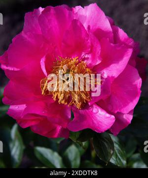 Paeonia „Himbeeranhänger“ Stockfoto