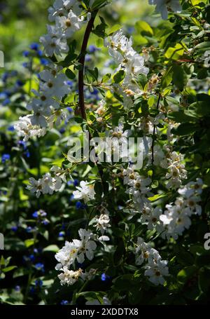 Exochorda macrantha mit schneeweißer Blüte Stockfoto