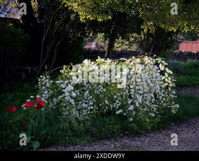 Exochorda macrantha "die Braut" in voller Blüte Stockfoto