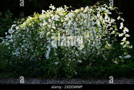 Exochorda macrantha "die Braut" in voller Blüte Stockfoto