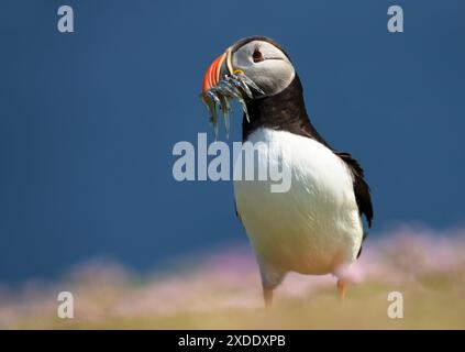 Nahaufnahme des Atlantischen Papageientauchers mit Sandaalen im Schnabel an einem Küstengebiet Schottlands Stockfoto