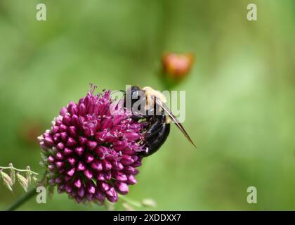 Biene bekommt Pollen von einer rosa Blume im Garten in Indianapolis, USA Stockfoto