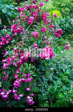 Eine Kaskade von Rosa „Dorothy Perkins“ Stockfoto