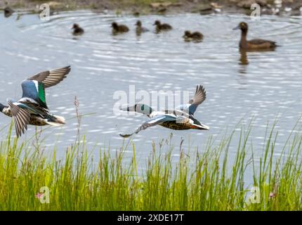 Männliche Schaufelente im Flug über den Teich Stockfoto