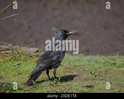 Jackdaws ernähren sich von vielen wirbellosen Tieren auf Ackerland oder hier auf einer überfluteten Weide. Stockfoto