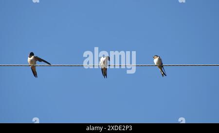 Dorfschwalben sitzen im Sommer auf Stromleitungen. Stockfoto