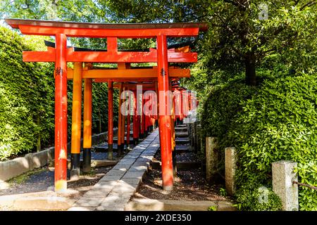 Pfad der großen roten Torii in Nezu Jinja, einem schintoistischen Schrein, der in der Tokugawa-Ära errichtet wurde und sich im Bezirk Bunkyō in Tokio befindet Stockfoto