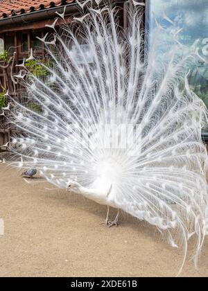 Weißer Pfau mit Balz, Mutation der indischen Pfauze (Pavo cristatus). Stockfoto