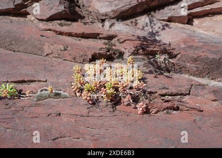 Sedum Album es wächst wild auf felsigen Hügeln entlang der Daluis Schluchten, Regional Nature Reserve, Südfrankreich Stockfoto