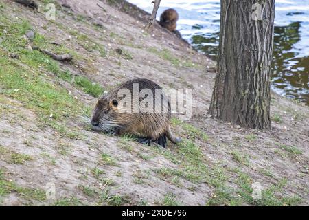 Die Nutria (Myocastor coypus) am Flussufer. Stockfoto