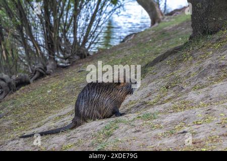 Die Nutria (Myocastor coypus) am Flussufer. Stockfoto
