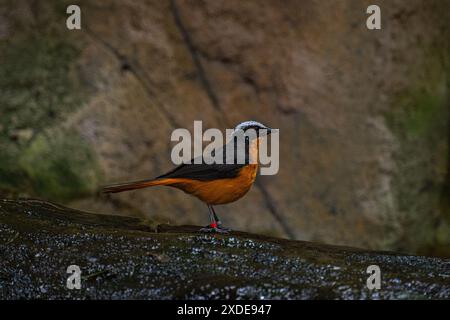 Cossypha albicapillus (Cossypha albicapillus), ein in Afrika endemischer und nicht-wandernder Vogel, der in trockener Savanne und subtropischer Region vorkommt Stockfoto