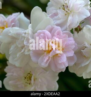 Nahaufnahme der Blumen von Rosa „Pauls Himalaya-Musk“ Stockfoto