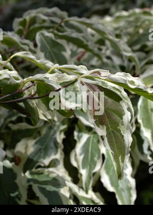 Nahaufnahme der Blätter von verfärbten Blättern von Cornus kousa „Wolf Eyes“ Stockfoto