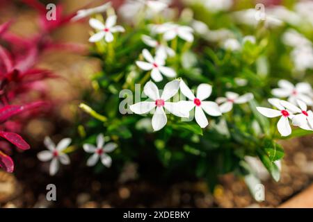 Bokeh-Fotografie der Blume mit weichen weißen Blütenblättern im Kontrast zu einem leuchtenden Pink Purple Center, Hamamatsu City Flower Garden, Präfektur Shizuoka, Japan Stockfoto