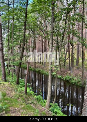 Waldlandschaft mit Bäumen, durch die ein kleiner Waldfluss fließt, die Silhouetten der Bäume spiegeln sich im Wasser. Blauer Himmel. Sommertag. Stockfoto