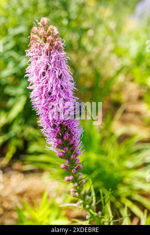 Linke Seite Ansicht der großen Schwarzen Zimmermannsbiene, die mit dem Sammeln von Pollen von einem blühenden Prairie Blazing Star beschäftigt ist, Hamamatsu City, Präfektur Shizuoka, Japan Stockfoto