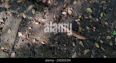 Trockene Blattstreu oder organische Abfälle von auf den Boden fallenden Blättern Stockfoto