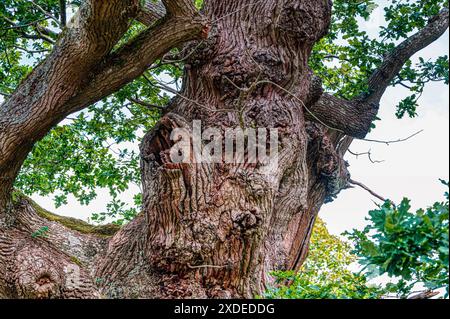 Herz aus Eiche, Quercus robur. Alte 600 Jahre alte englische Eiche, Hinton Ampner, Hampshire, Großbritannien Stockfoto