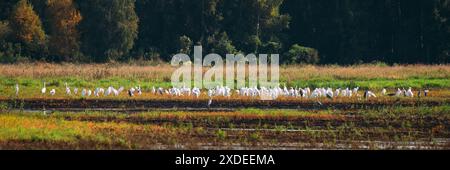 Wilde Vögel Große Reiher Oder Ardea Alba Nest Im Sumpfgebiet Am Sonnigen Sommerabend. Diese Wildvögel Sind Auch Bekannt Als Gewöhnlicher Egret, Großer Egret Oder Großer Weißer Stockfoto