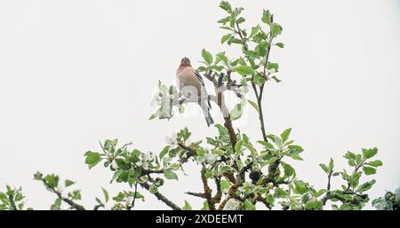 Eurasische Chaffinch, Gemeine Chaffinch Oder Einfach Chaffinch Fringilla Coelebs. Kaffinchen Steht Auf Dem Apfelbaumzweig. Sentinel Bird Sieht Sich Um Stockfoto