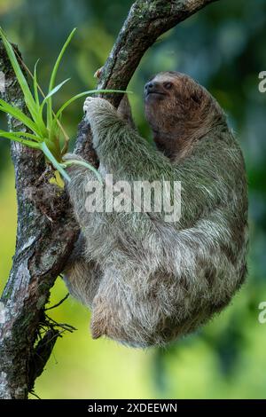 Niedliches Faultier, das an einem Baumzweig hängt, mit lustigem Gesichtsausdruck, perfektes Porträt eines wilden Tieres im Regenwald von Costa Rica, das am Bauch kratzt, Bradypus Stockfoto