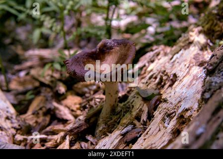 Horn-of-Plenty-Pilz in Pennsylvania Stockfoto