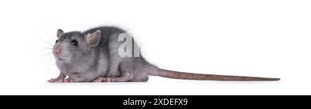 Niedliches, detailgetreues Porträt einer jungen blauen Ratte, seitlich stehend. Mit niedlichem Kopf zur Kamera hin schauen. Isoliert auf weißem Hintergrund. Stockfoto