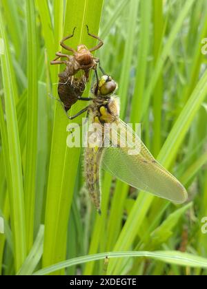 Neu aufgetauchte Libelle Stockfoto