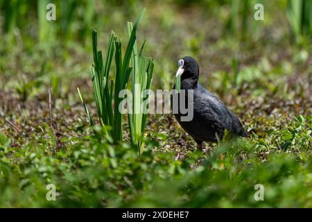 Coot-Fulica-Atra-Fütterung. Stockfoto