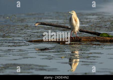 Rallenreiher Stockfoto