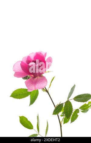 Schöne rosa Rose auf weißem Hintergrund. Stockfoto