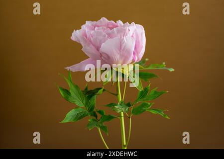 Rosa Baum Pfingstrose Blume, isoliert auf braunem Hintergrund. Stockfoto