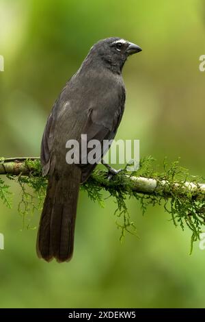 Gräulicher oder gräulicher Salator, Saltator coerulescens, Porträt auf Ast, Costa Rica Stockfoto