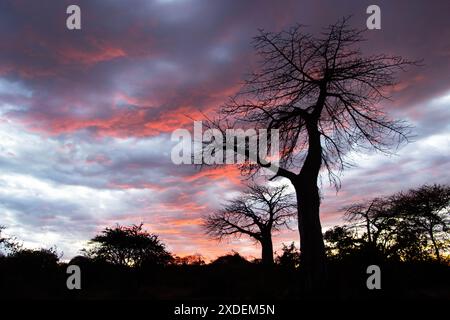 Das letzte Licht des Tages leuchtet auf den Wolken und bildet einige Baobab-Bäume im Ruaha-Nationalpark. Stockfoto