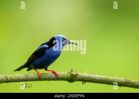 Rotbeinige Honigkriecher (Cyanerpes cyaneus), La Fortuna, Vulkan Arenal, Tierwelt und Vogelbeobachtung in Costa Rica. Stockfoto