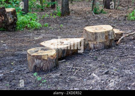 Baumstümpfe auf dem Rasen nach dem Abholzen von Bäumen. Ein Spaziergang im Park. Stockfoto