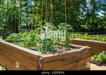 Ein Hochbeet aus Holzkiste, gefüllt mit Bodenkompost und Tomaten, die darin wachsen Stockfoto