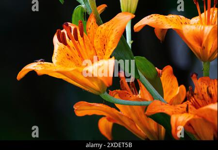 Gartenblume Feuerlilie Lilium bulbiferum die Feuerlilie kommt in der Natur in den Voralpen, in Südtirol, aber auch bis zu den Pyrenäen vor, ganz früher war sie in Deutschland in naturbelassenen Wiesen durchaus häufig zu finden, oft auch in Ihrem zweiten Unterart croceum. Die orangeroten Schalenblüten sind mit Ihrer Signalfarbe sehr auffällig, also ist es nicht verwunderlich, dass diese als Gartenpflanze sehr begehrt ist. Moers Deutschland Nordrhein-Westfalen / NRW *** Gartenblume Feuerlilie Lilium bulbiferum die Feuerlilie kommt in freier Wildbahn in den Voralpen, in Südtirol, vor Stockfoto